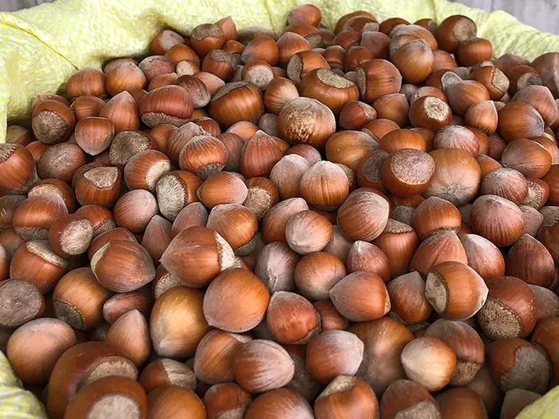 Fındık – Hazelnut3
