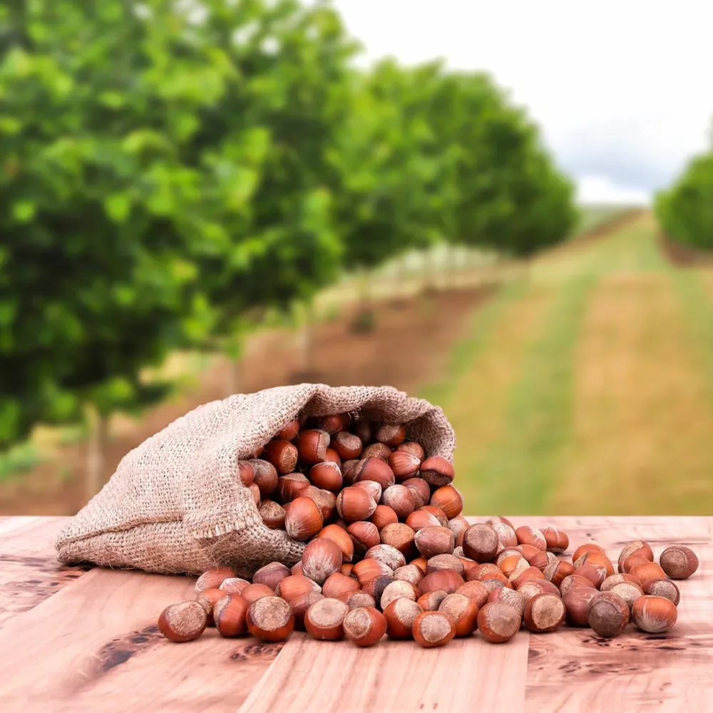 Our hazelnuts are meticulously selected for their unparalleled quality.