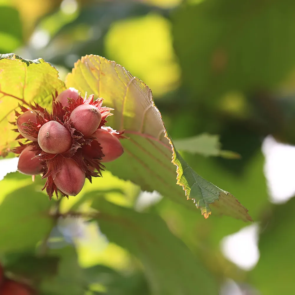 Quality you can taste in every handful of our hazelnuts